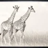 Sale Luxe Framing Art Art Print Giraffen SHI262