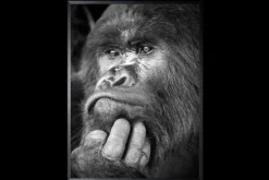 Luxe Framing Art Schilderijen^Art Print Gorilla ISF103