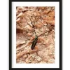 New Urban Cotton Art Print High on Life Insect