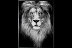 Luxe Framing Art Schilderijen^Art Print Leeuw Zwart-wit SHC094
