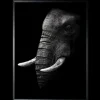 Hot Luxe Framing Art Art Print Olifant SHA414
