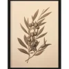 Outlet Urban Cotton Art Print Oliva