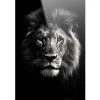 Urban Cotton Schilderijen^Glasschilderij Mighty Lion