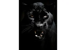 Discount Urban Cotton Glasschilderij Rawr Panther