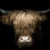 Best Ter Halle Glasschilderij Schotse Hooglander 080120-981
