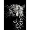 Hot Urban Cotton Wandkleed Rawr Cheetah